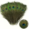 pluma pavo real 25 30cms por unidad 0