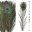 pluma pavo real 25 30cms por unidad 1