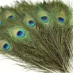 pluma pavo real 25 30cms por unidad 3