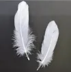 pluma blanca 15 20cms por 5 unidades 3