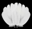 pluma blanca 18cms por 20 unidades aprox 0