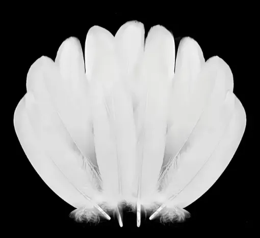 pluma blanca 18cms por 20 unidades aprox 0