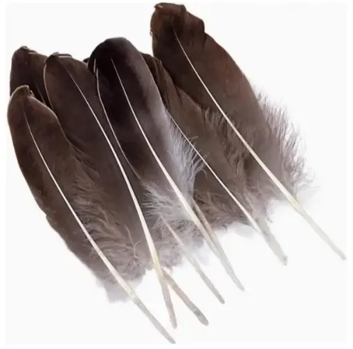 plumas naturales pavo 10 15cms por 10 unidades aprox 0