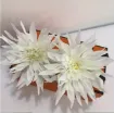 flor artificial crisantemo 130mms color champagne x2 unidades 1
