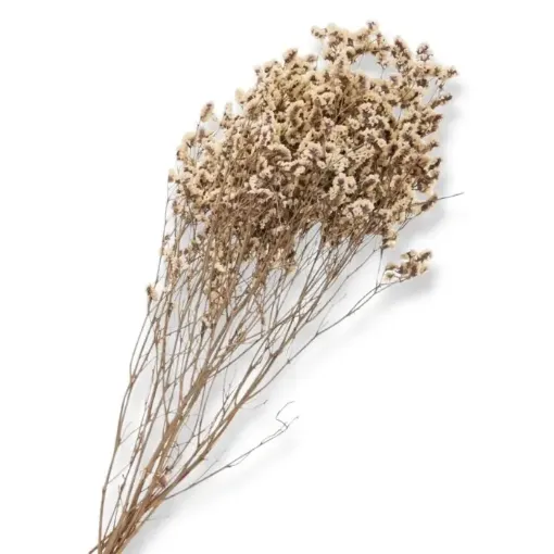 follaje flores secas estatice celofan ramo 80cms fs3985 color crudo 0